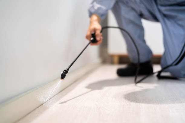 Licensed Wasp Control service in Montgomery Village, MD - Nex Pest Control
